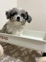 Crunch (Toy Aussiedoodle), a male Poodle - Toy  and Toy Australian Shepherd for sale in Clarksville, TX – 2 of 10