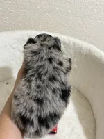 Kit Kat, a male Miniature Aussiedoodle for sale in Clarksville, TX – 2 of 4