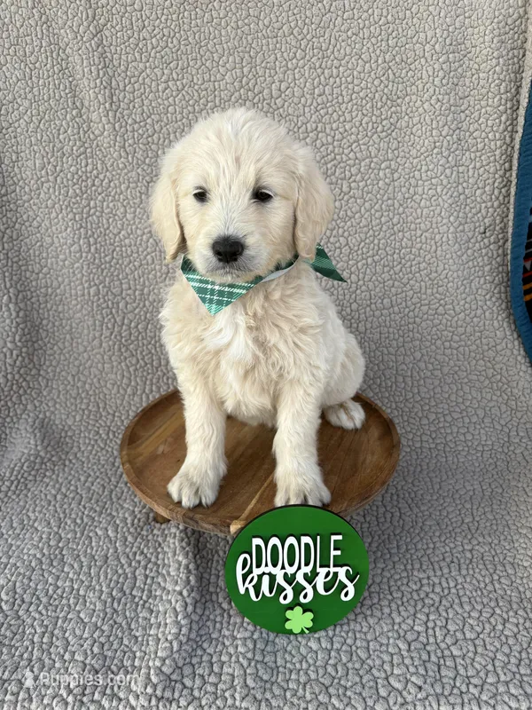 Cappuccino , a female Goldendoodle for sale in Clarksville, TX – Photo 1 of 3