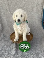 Cappuccino , a female Goldendoodle for sale in Clarksville, TX – Photo 1 of 3