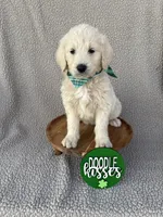 Cappuccino , a female Goldendoodle for sale in Clarksville, TX – Photo 2 of 3