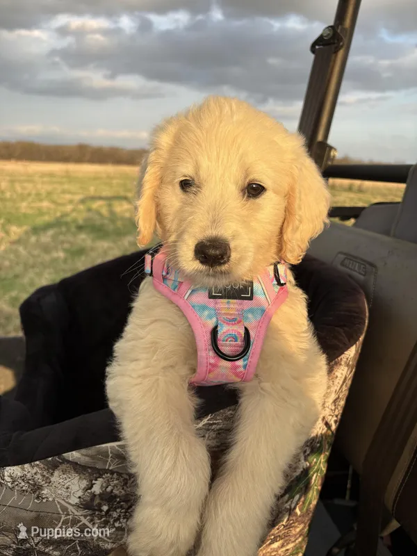 Cappuccino  – Goldendoodle puppy for sale in Clarksville, TX