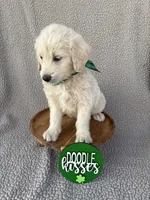 Cappuccino , a female Goldendoodle for sale in Clarksville, TX – Photo 3 of 3