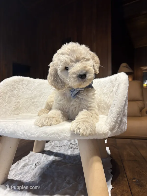 Pumpkin (F1B Meduim) – Goldendoodle puppy for sale in Clarksville, TX