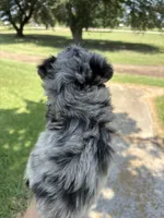 Kit Kat  (Toy Aussiedoodle), a male Poodle - Toy  and Toy Australian Shepherd for sale in Clarksville, TX – 5 of 8