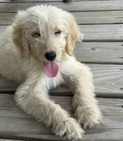 Dolly P (F1B Medium), a female Goldendoodle for sale in Clarksville, TX – 1 of 6