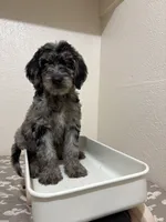 Loretta (F1B Medium), a female Goldendoodle for sale in Clarksville, TX – 1 of 3