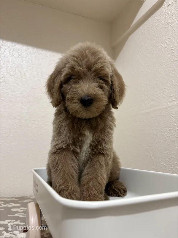 Ozzy (F1B Medium) – Goldendoodle puppy for sale in Clarksville, TX