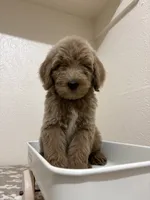Ozzy (F1B Medium), a male Goldendoodle for sale in Clarksville, TX – 1 of 3