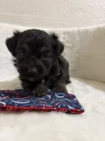 Rolo, a male Miniature Aussiedoodle for sale in Clarksville, TX – 3 of 3