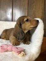 Ginger Spice, a female Miniature Dachshund for sale in Clarksville, TX – Photo 4 of 5