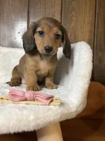 Ginger Spice, a female Miniature Dachshund for sale in Clarksville, TX – Photo 3 of 5
