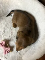 Ginger Spice, a female Miniature Dachshund for sale in Clarksville, TX – Photo 5 of 5