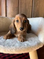 Ginger Spice, a female Miniature Dachshund for sale in Clarksville, TX – Photo 1 of 5