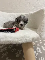 Snickers, a male Miniature Aussiedoodle for sale in Clarksville, TX – 2 of 4