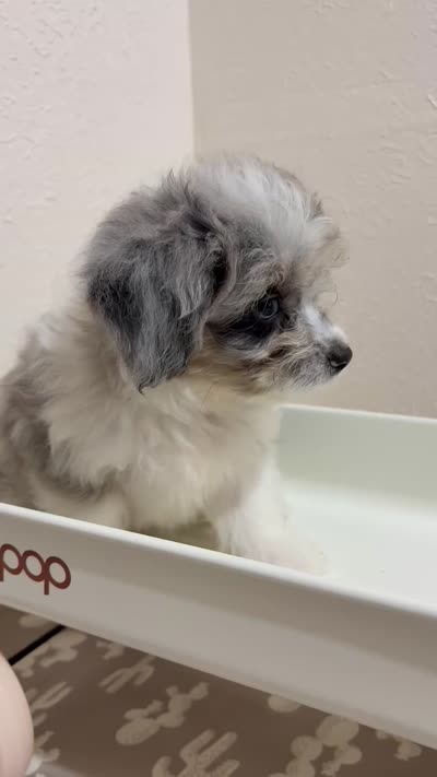 Crunch (Toy Aussiedoodle), a male Poodle - Toy  and Toy Australian Shepherd for sale in Clarksville, TX – 3 of 10