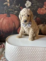 Treat (F1B Meduim), a female Goldendoodle for sale in Clarksville, TX – 3 of 5