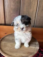 Wyatt   (F1 Toy Corgipoo), a male Pembroke Welsh Corgi and Poodle - Toy  for sale in Clarksville, TX – Photo 3 of 6
