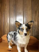Wyatt   (F1 Toy Corgipoo), a male Pembroke Welsh Corgi and Poodle - Toy  for sale in Clarksville, TX – Photo 5 of 6