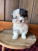 Wyatt   (F1 Toy Corgipoo), a male Pembroke Welsh Corgi and Poodle - Toy  for sale in Clarksville, TX – Photo 2 of 6