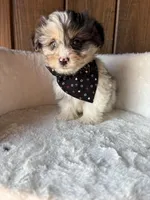 Wyatt   (F1 Toy Corgipoo), a male Pembroke Welsh Corgi and Poodle - Toy  for sale in Clarksville, TX – Photo 1 of 6