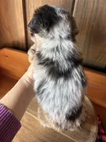 Wyatt   (F1 Toy Corgipoo), a male Pembroke Welsh Corgi and Poodle - Toy  for sale in Clarksville, TX – Photo 4 of 6