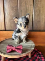 Doc   (F1 Toy Corgipoo), a male Pembroke Welsh Corgi and Poodle - Toy  for sale in Clarksville, TX – Photo 3 of 6