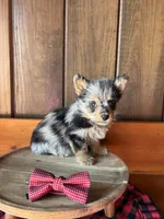 Doc   (F1 Toy Corgipoo), a male Pembroke Welsh Corgi and Poodle - Toy  for sale in Clarksville, TX – Photo 4 of 6