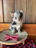 Doc   (F1 Toy Corgipoo), a male Pembroke Welsh Corgi and Poodle - Toy  for sale in Clarksville, TX – Photo 2 of 6