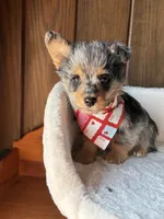 Doc   (F1 Toy Corgipoo), a male Pembroke Welsh Corgi and Poodle - Toy  for sale in Clarksville, TX – Photo 1 of 6