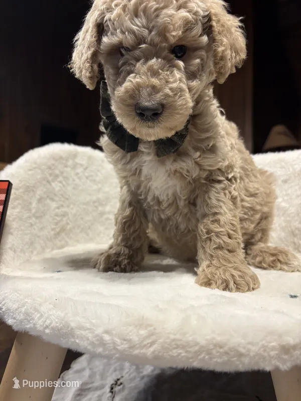 Hocus Pocus (F1B Medium) – Goldendoodle puppy for sale in Clarksville, TX