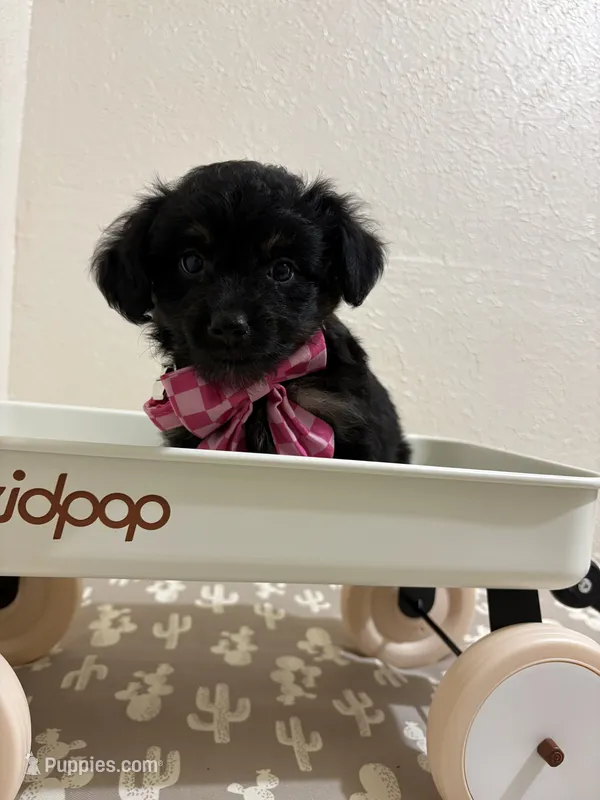 Reese’s – Miniature Aussiedoodle puppy for sale in Clarksville, TX