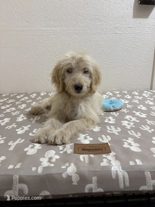 Dolly P (F1B Medium) – Goldendoodle puppy for sale in Clarksville, TX