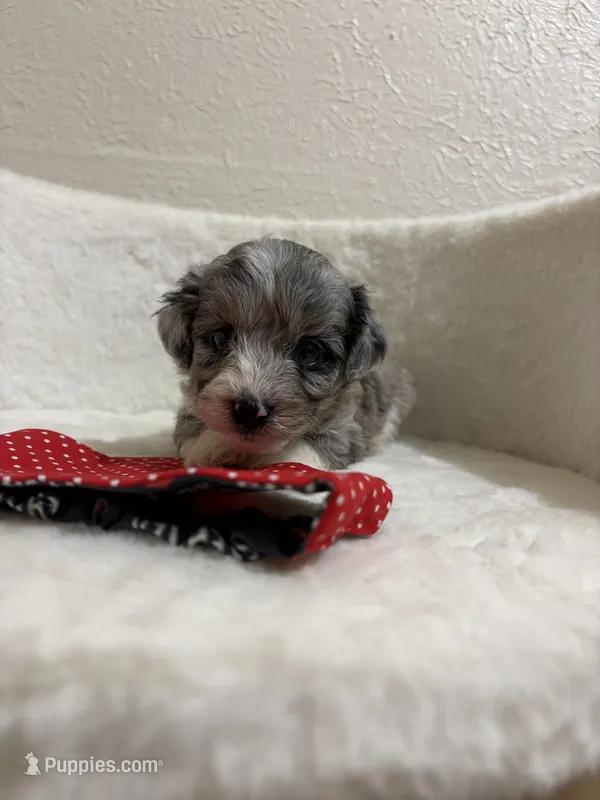 Snickers – Miniature Aussiedoodle puppy for sale in Clarksville, TX