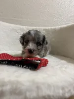 Snickers, a male Miniature Aussiedoodle for sale in Clarksville, TX – 1 of 4