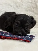 Rolo, a male Miniature Aussiedoodle for sale in Clarksville, TX – 2 of 3