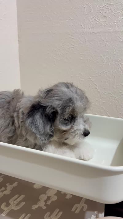 Snickers (Toy Aussiedoodle), a male Poodle - Toy  and Toy Australian Shepherd for sale in Clarksville, TX – 5 of 10