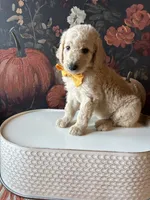 Trick (F1B Medium), a female Goldendoodle for sale in Clarksville, TX – 2 of 5