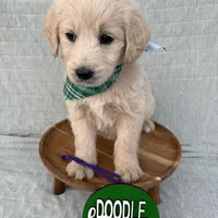 Mocha  , a female Goldendoodle for sale in Clarksville, TX – Photo 2 of 6
