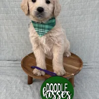 Mocha  , a female Goldendoodle for sale in Clarksville, TX – Photo 1 of 6
