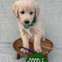 Mocha  , a female Goldendoodle for sale in Clarksville, TX – Photo 3 of 6