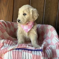 Mocha  , a female Goldendoodle for sale in Clarksville, TX – Photo 6 of 6