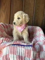 Mocha  , a female Goldendoodle for sale in Clarksville, TX – Photo 3 of 3