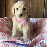 Mocha  , a female Goldendoodle for sale in Clarksville, TX – Photo 4 of 6