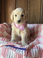 Mocha  , a female Goldendoodle for sale in Clarksville, TX – Photo 1 of 3