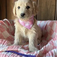 Mocha  , a female Goldendoodle for sale in Clarksville, TX – Photo 5 of 6