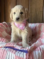 Mocha  , a female Goldendoodle for sale in Clarksville, TX – Photo 2 of 3