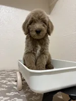 Ozzy (F1B Medium), a male Goldendoodle for sale in Clarksville, TX – 2 of 3
