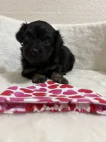 Reese’s, a female Miniature Aussiedoodle for sale in Clarksville, TX – 3 of 3