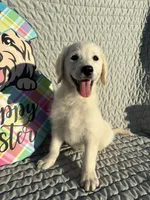 Java  , a male Goldendoodle for sale in Clarksville, TX – Photo 2 of 7